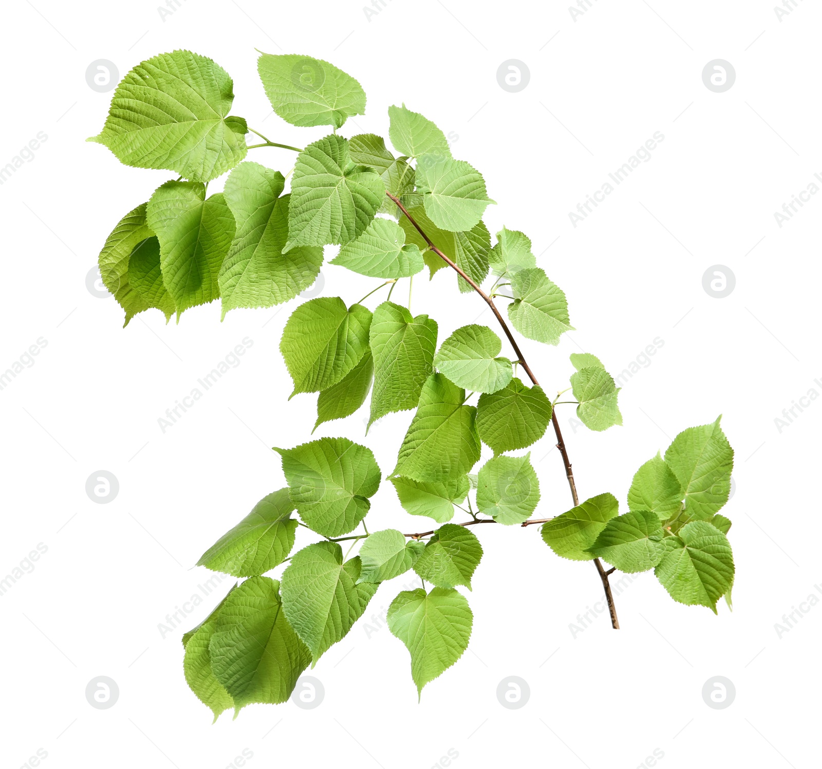 Photo of Branch of linden tree with young fresh green leaves isolated on white. Spring season