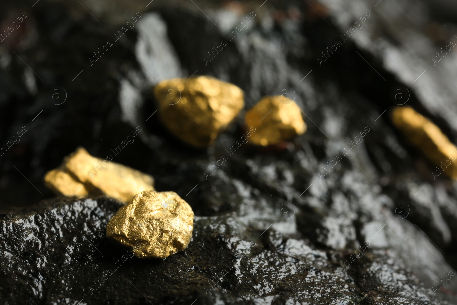 Photo of Shiny gold nuggets on wet stone, closeup. Space for text