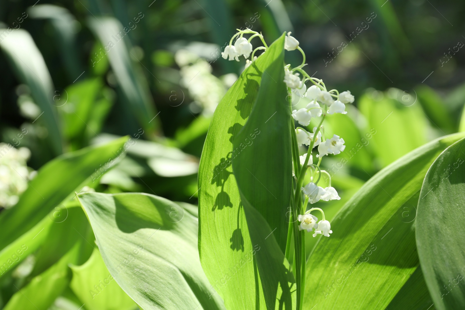 Photo of Beautiful lily of the valley flowers in garden on sunny spring day