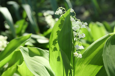 Photo of Beautiful lily of the valley flowers in garden on sunny spring day