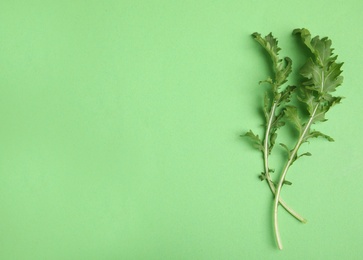 Fresh arugula on green background, flat lay. Space for text