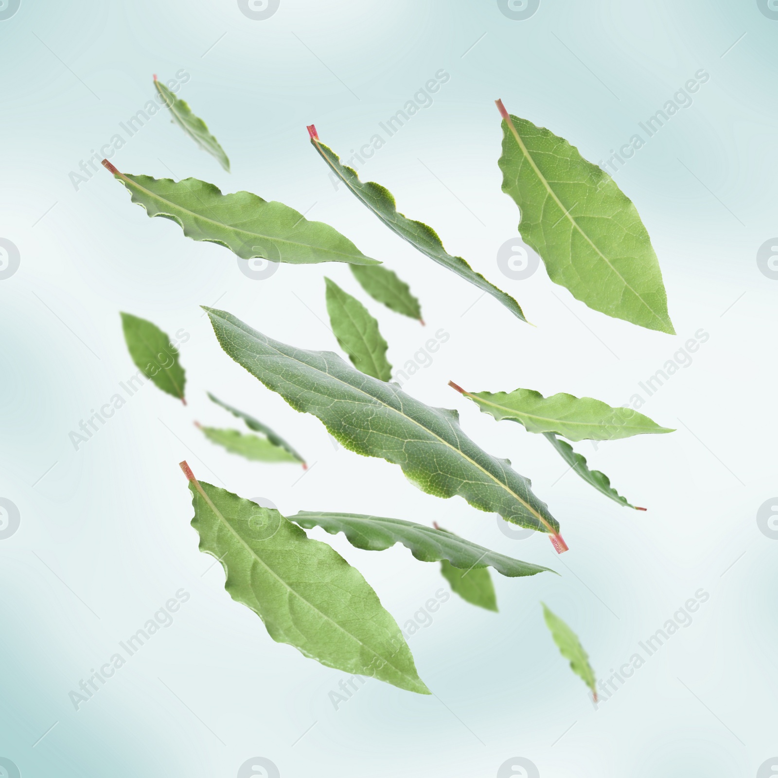 Image of Fresh bay leaves falling on light turquoise background