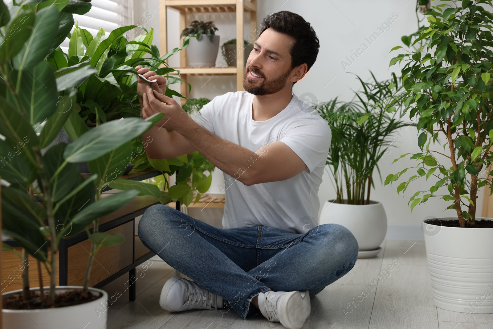 Photo of Man wiping leaves of beautiful potted houseplants indoors