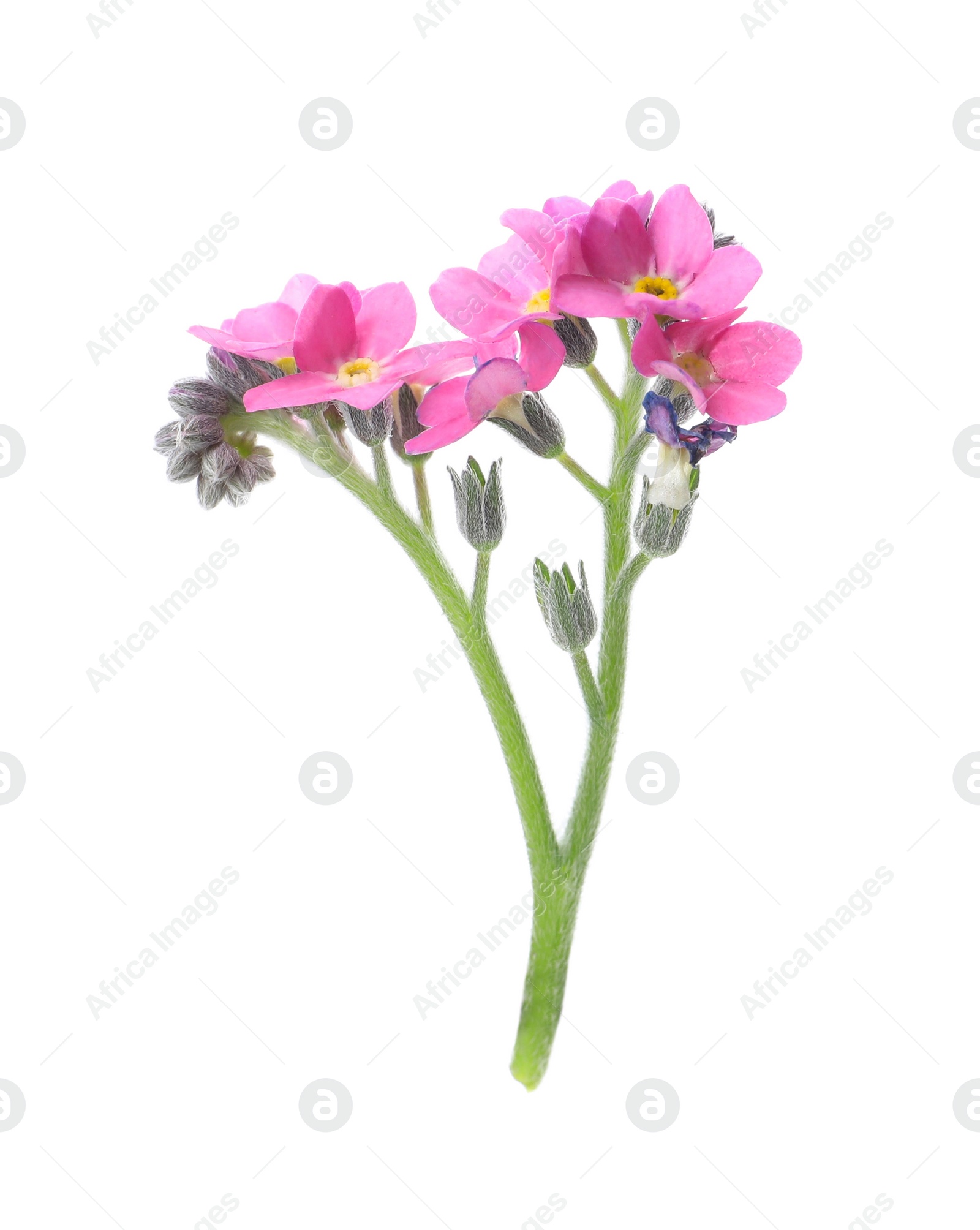 Photo of Beautiful pink Forget-me-not flowers isolated on white