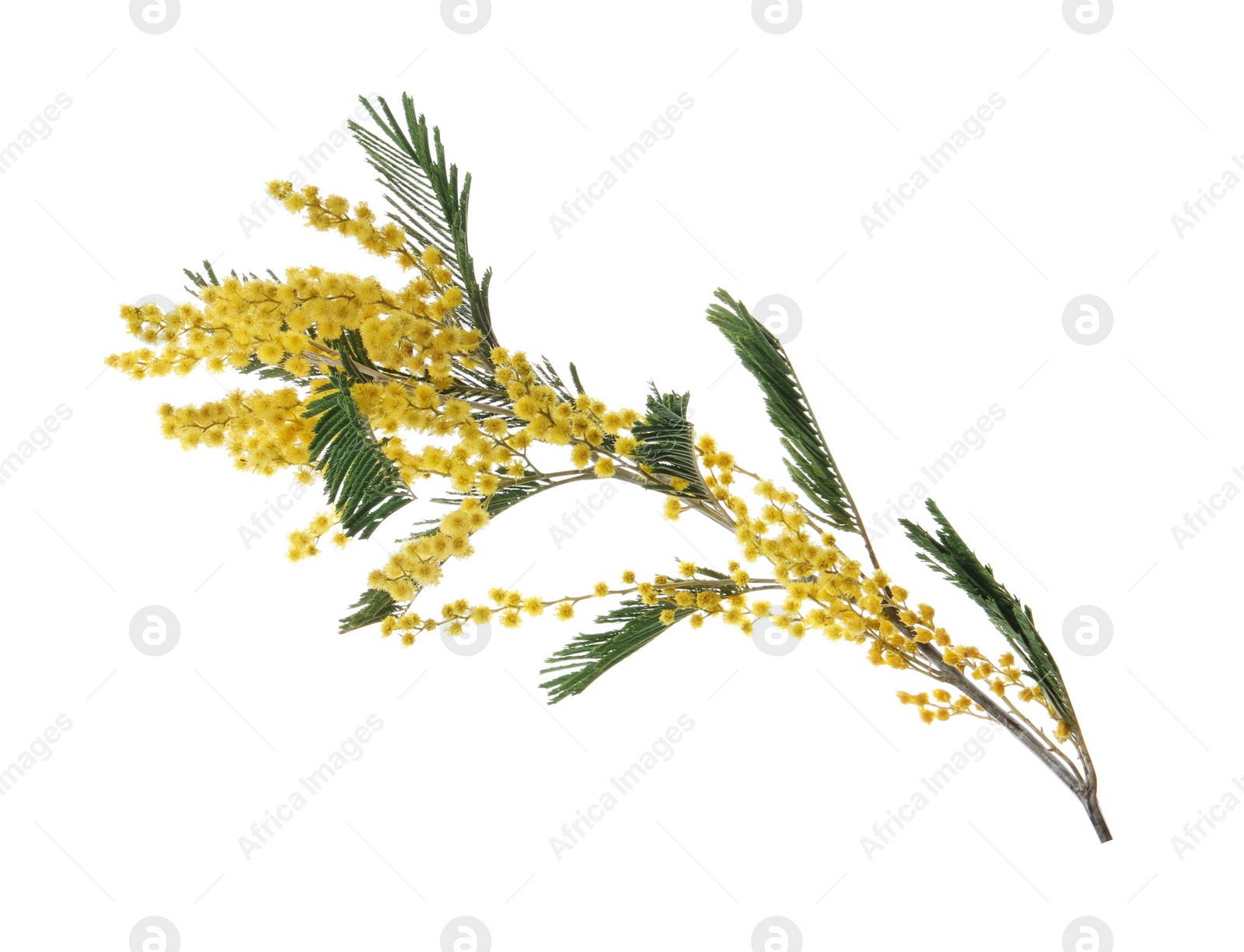 Photo of Beautiful mimosa plant with yellow flowers isolated on white