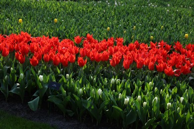 Photo of Beautiful tulip flowers growing outdoors on sunny day