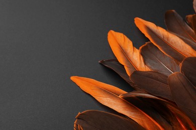 Photo of Many different bird feathers on black background, flat lay. Space for text