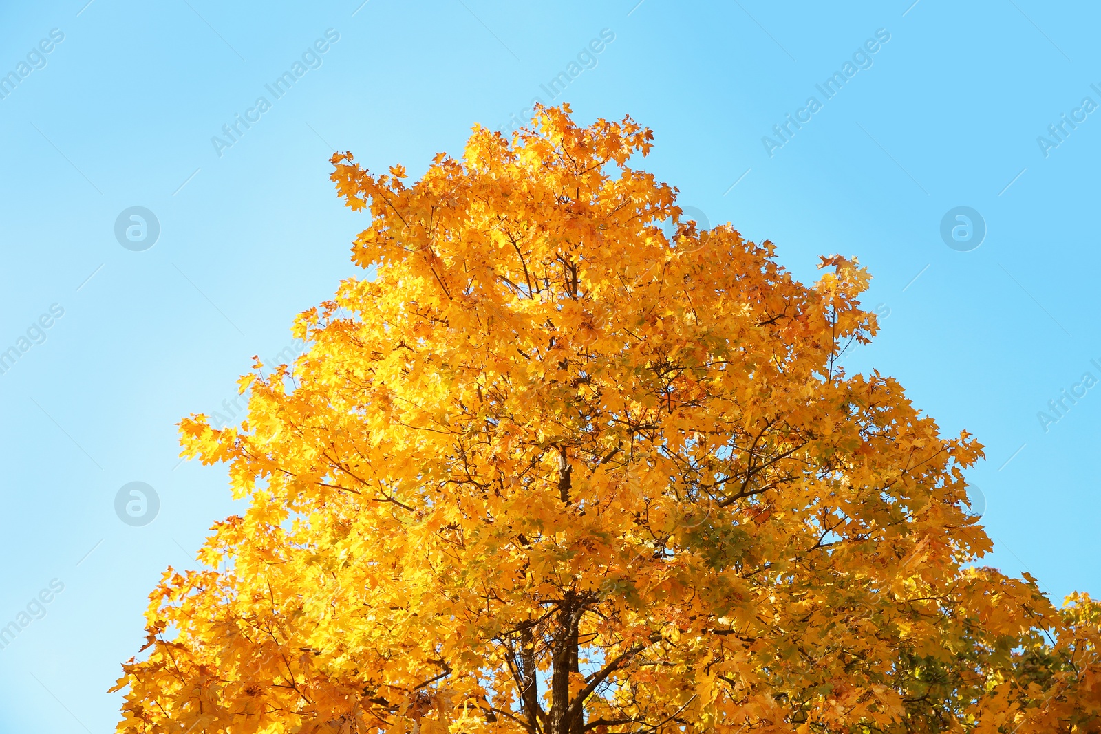 Photo of Tree with autumn leaves against blue sky on sunny day