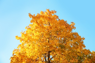 Tree with autumn leaves against blue sky on sunny day