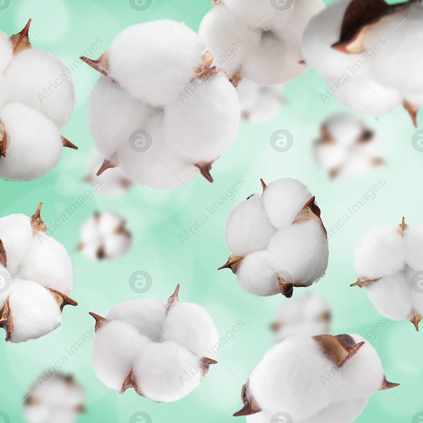 Image of Beautiful cotton flowers falling on aquamarine background