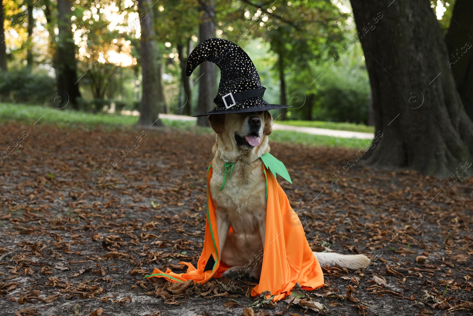 Photo of Cute Labrador Retriever dog wearing Halloween costume in autumn park