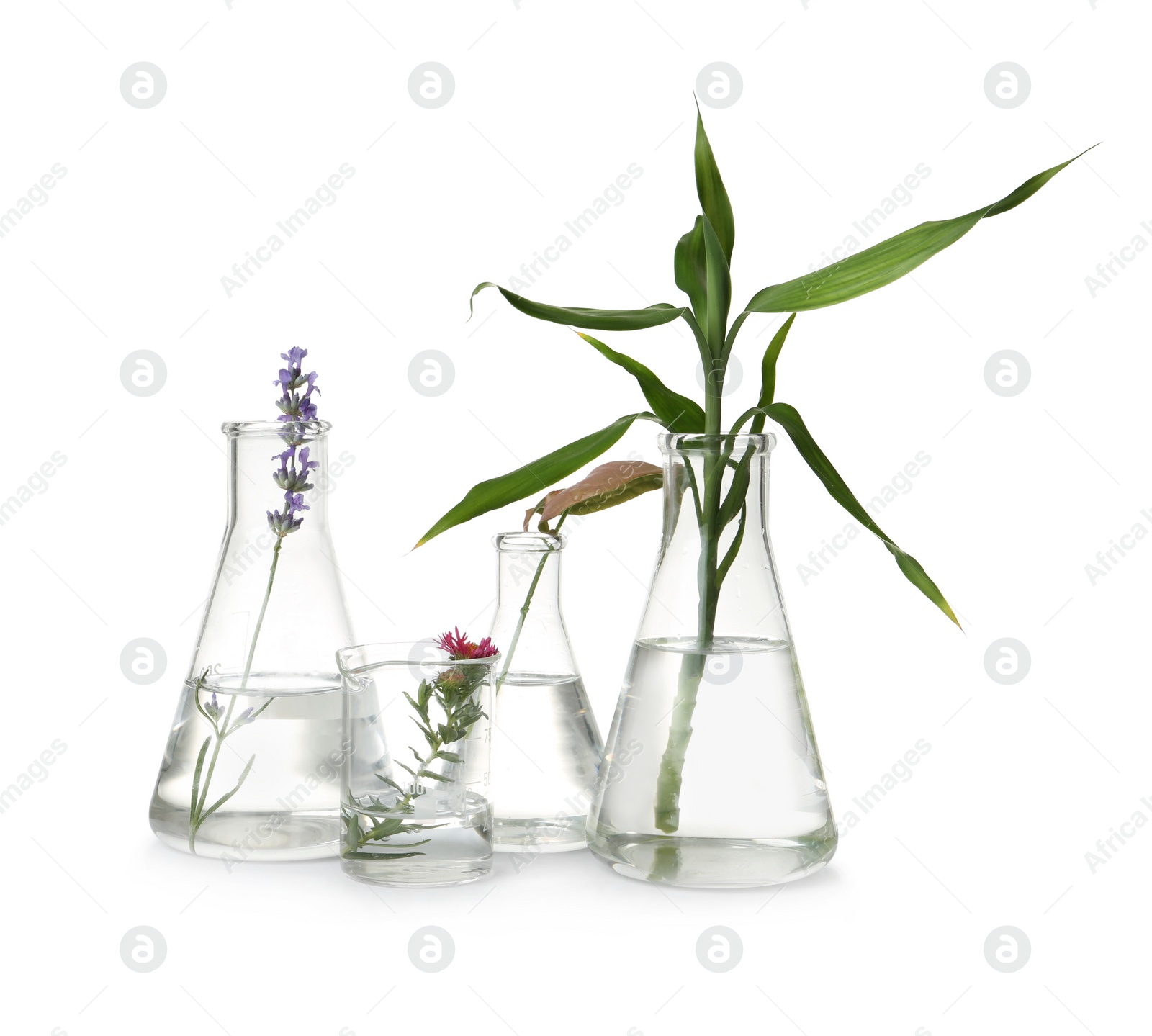 Photo of Laboratory glassware with different plants on white background