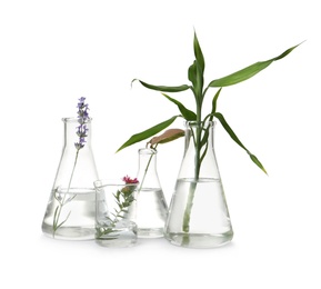 Photo of Laboratory glassware with different plants on white background