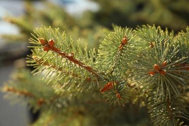 Beautiful view of fir tree branches, closeup