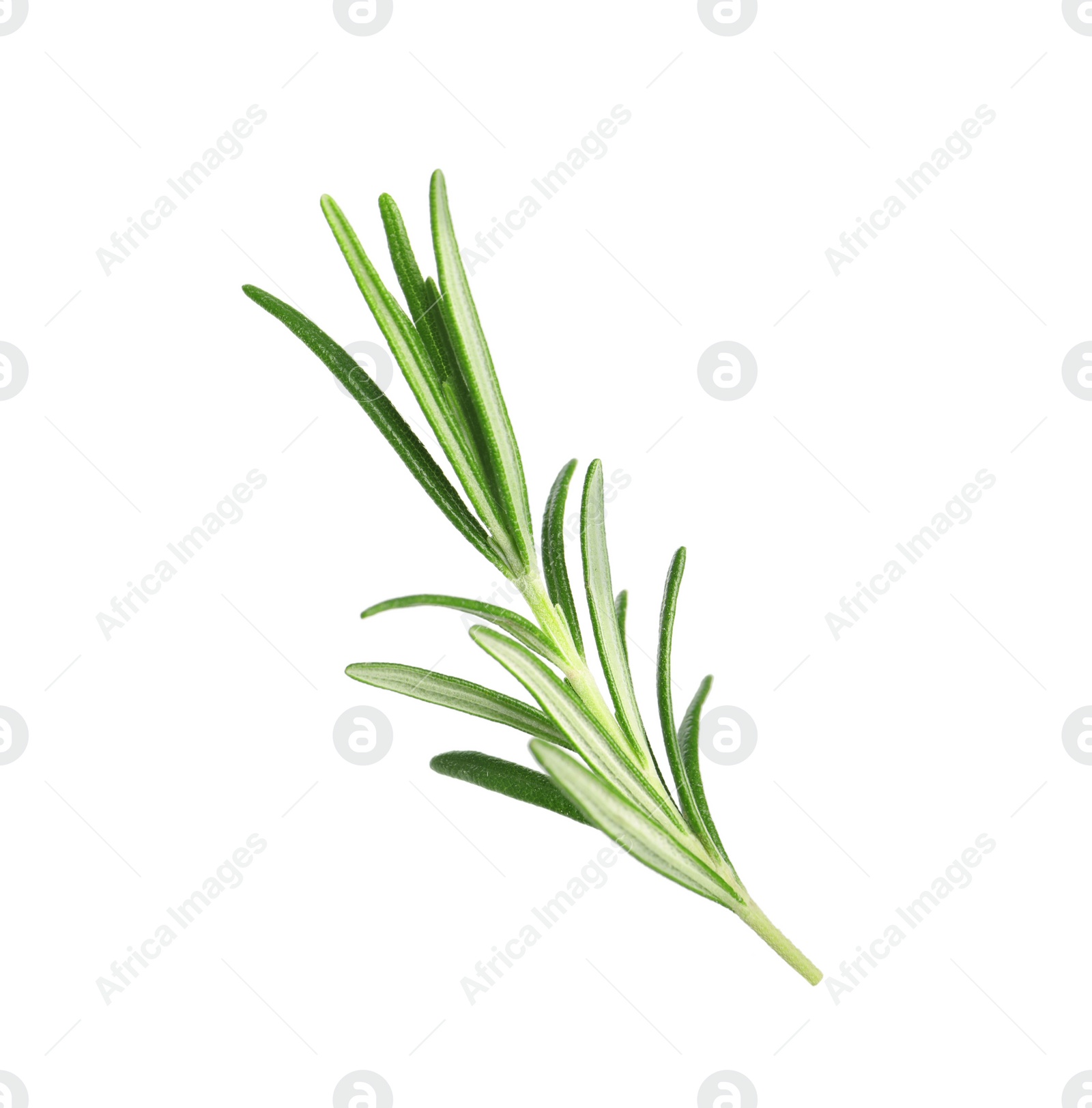 Photo of Sprig of fresh rosemary isolated on white