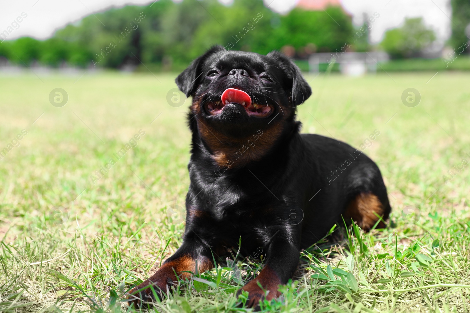 Photo of Cute funny black Petit Brabancon on green grass at dog show