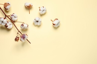 Photo of Dry cotton branch with fluffy flowers on beige background, flat lay. Space for text