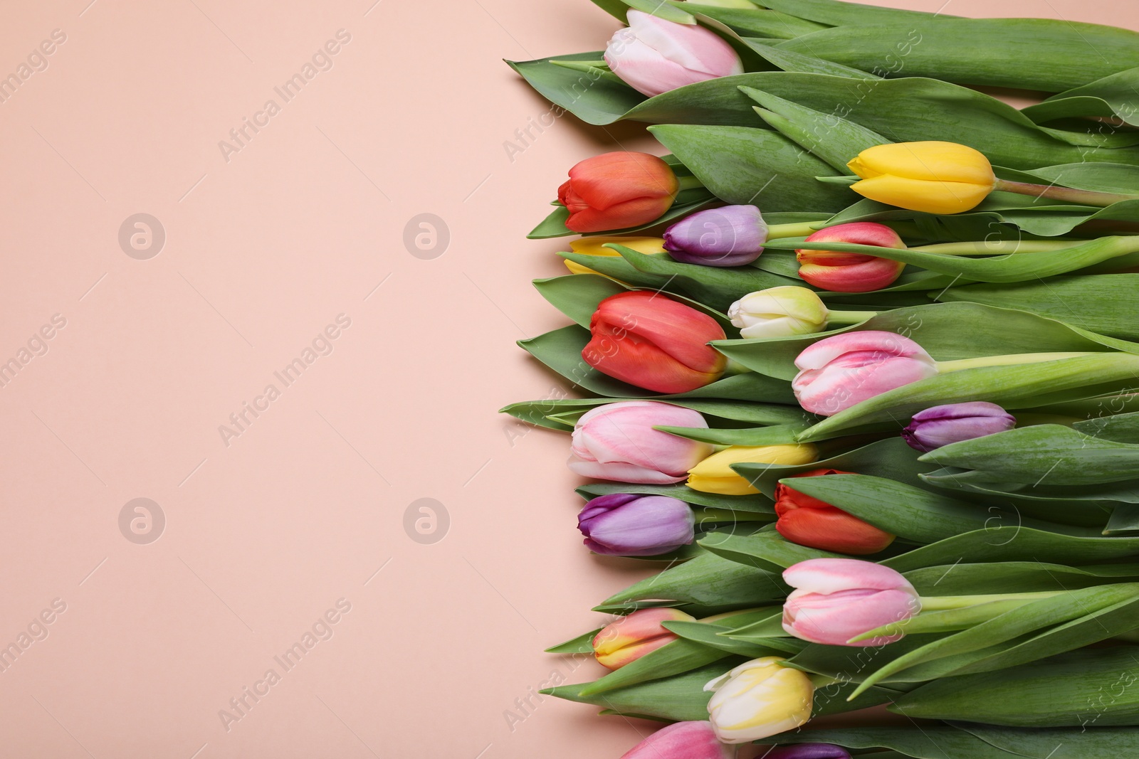 Photo of Beautiful colorful tulips on pale pink background, flat lay. Space for text