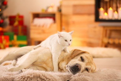 Photo of Adorable dog and cat together at room decorated for Christmas. Cute pets