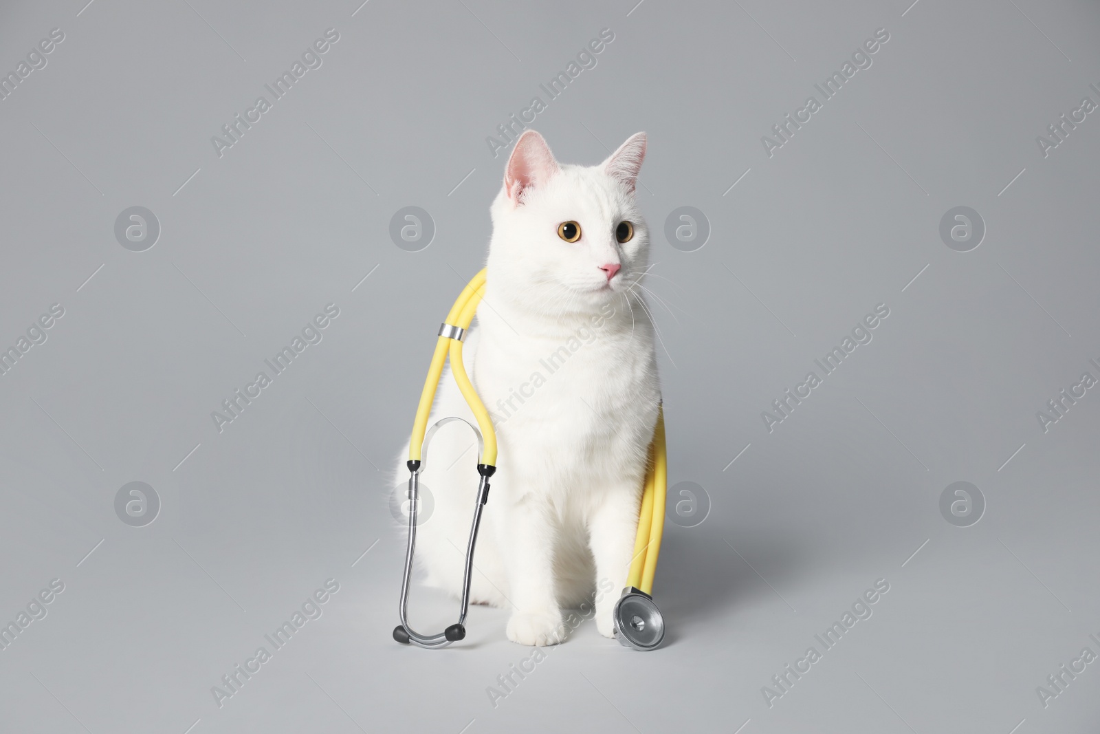 Photo of Cute cat with stethoscope as veterinarian on grey background