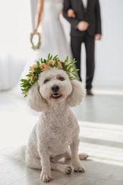 Photo of Adorable Bichon wearing wreath made of beautiful flowers on wedding