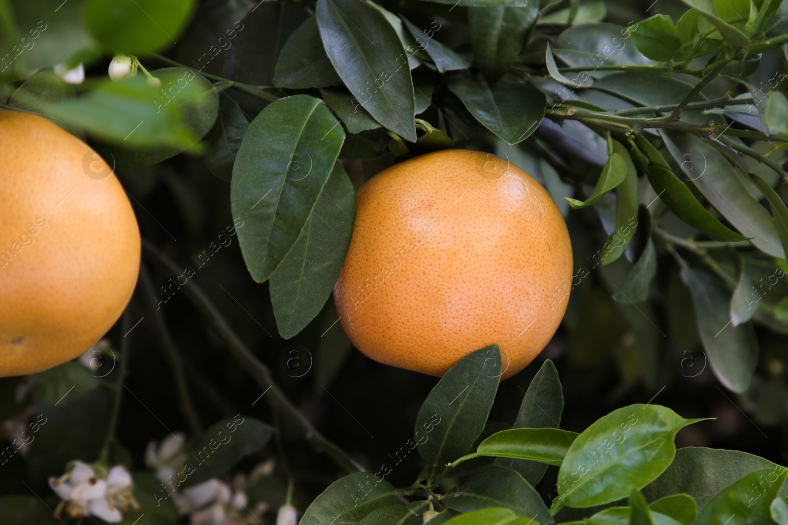 Photo of Ripening grapefruits growing on tree in garden