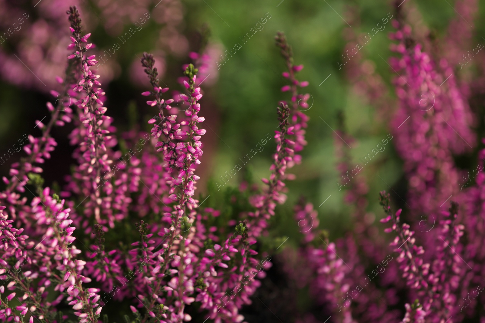 Photo of Heather shrub with beautiful flowers outdoors, closeup