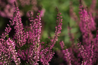 Photo of Heather shrub with beautiful flowers outdoors, closeup