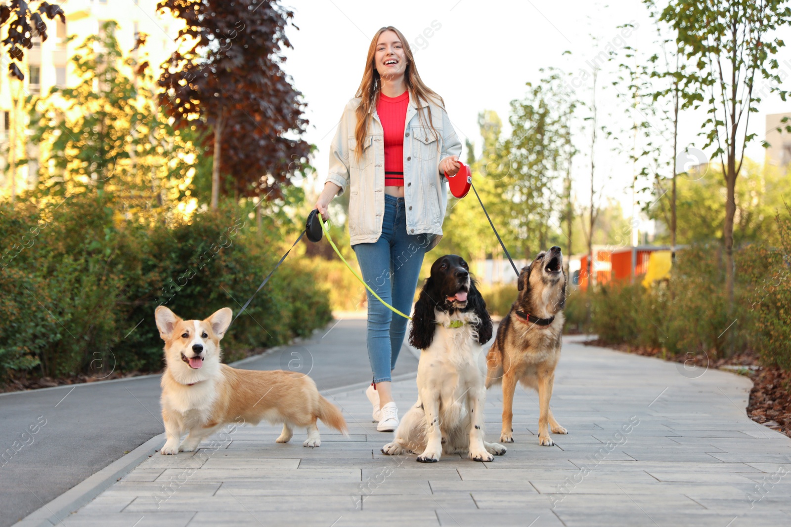 Photo of Young woman walking adorable dogs in park