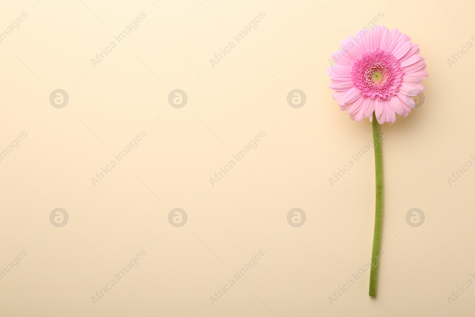 Photo of Beautiful pink gerbera flower on beige background, top view. Space for text