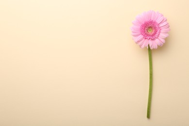 Beautiful pink gerbera flower on beige background, top view. Space for text