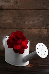 Photo of Beautiful red flower in watering can on wooden table, space for text