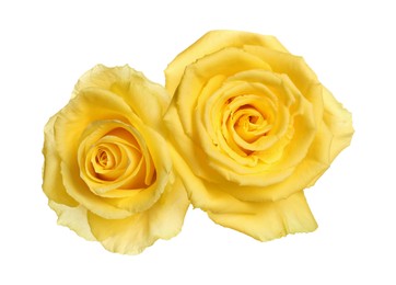 Photo of Beautiful fresh yellow roses isolated on white