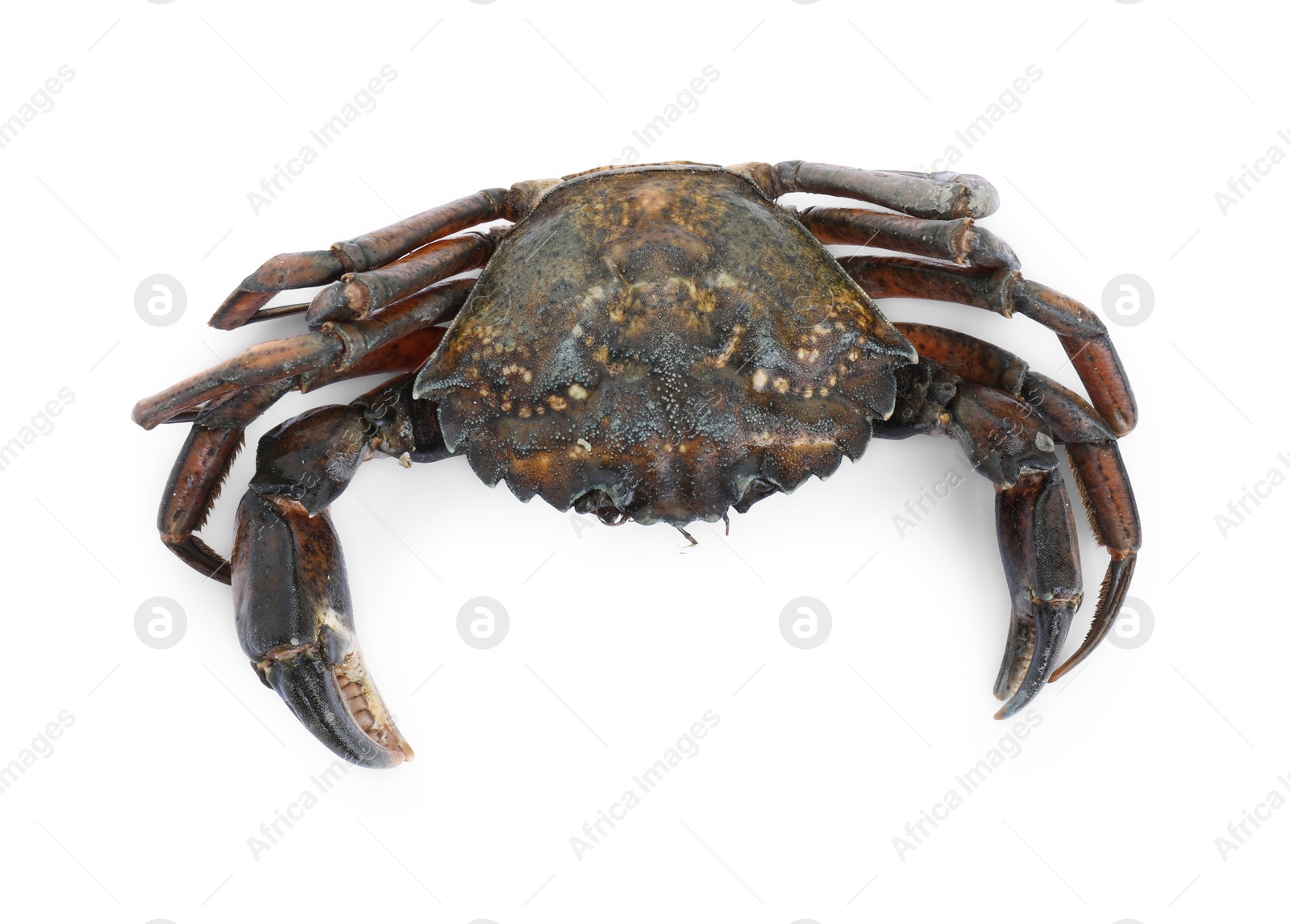 Photo of One fresh raw crab isolated on white, top view