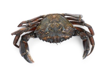 Photo of One fresh raw crab isolated on white, top view