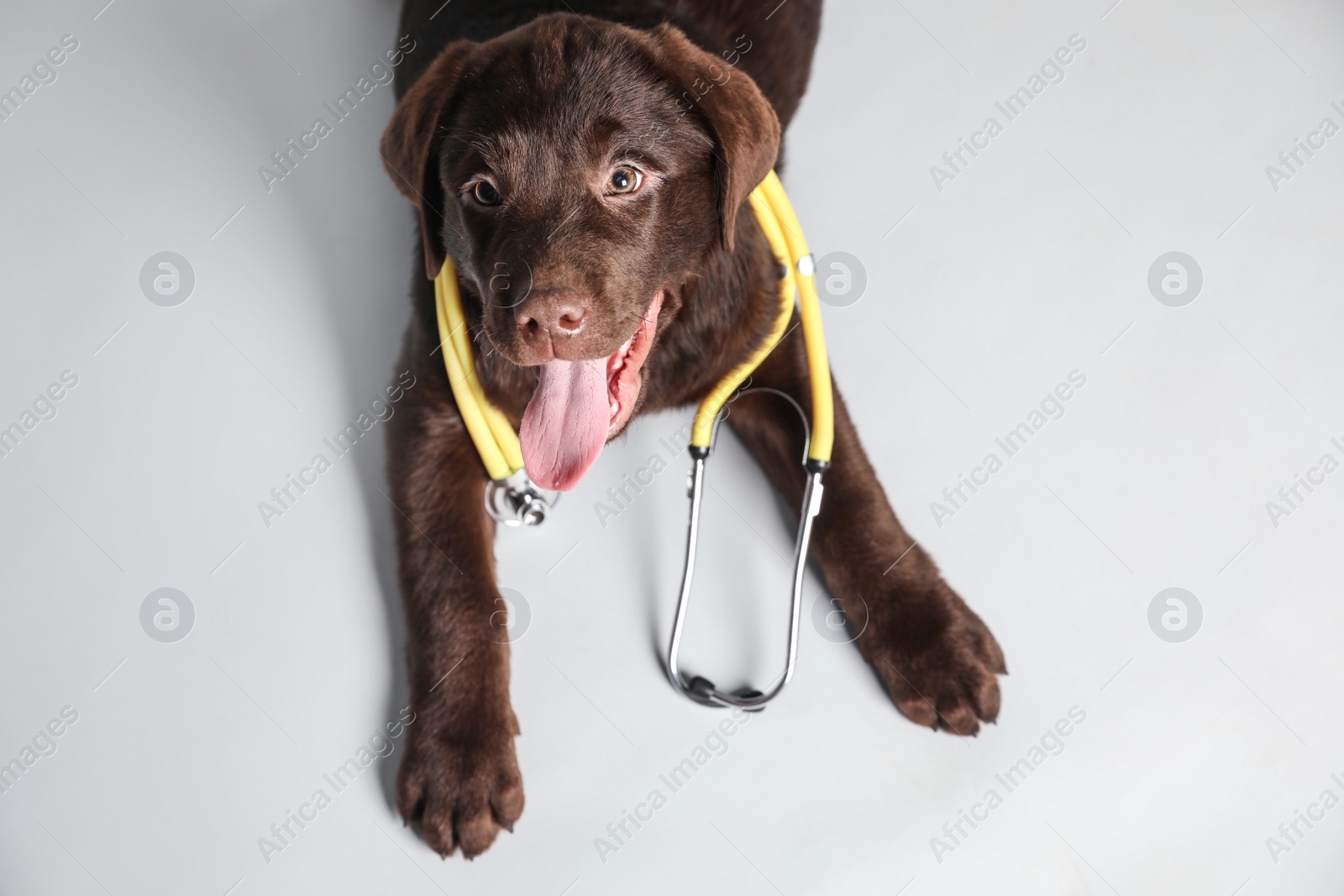 Photo of Cute Labrador dog with stethoscope as veterinarian on white background, above view