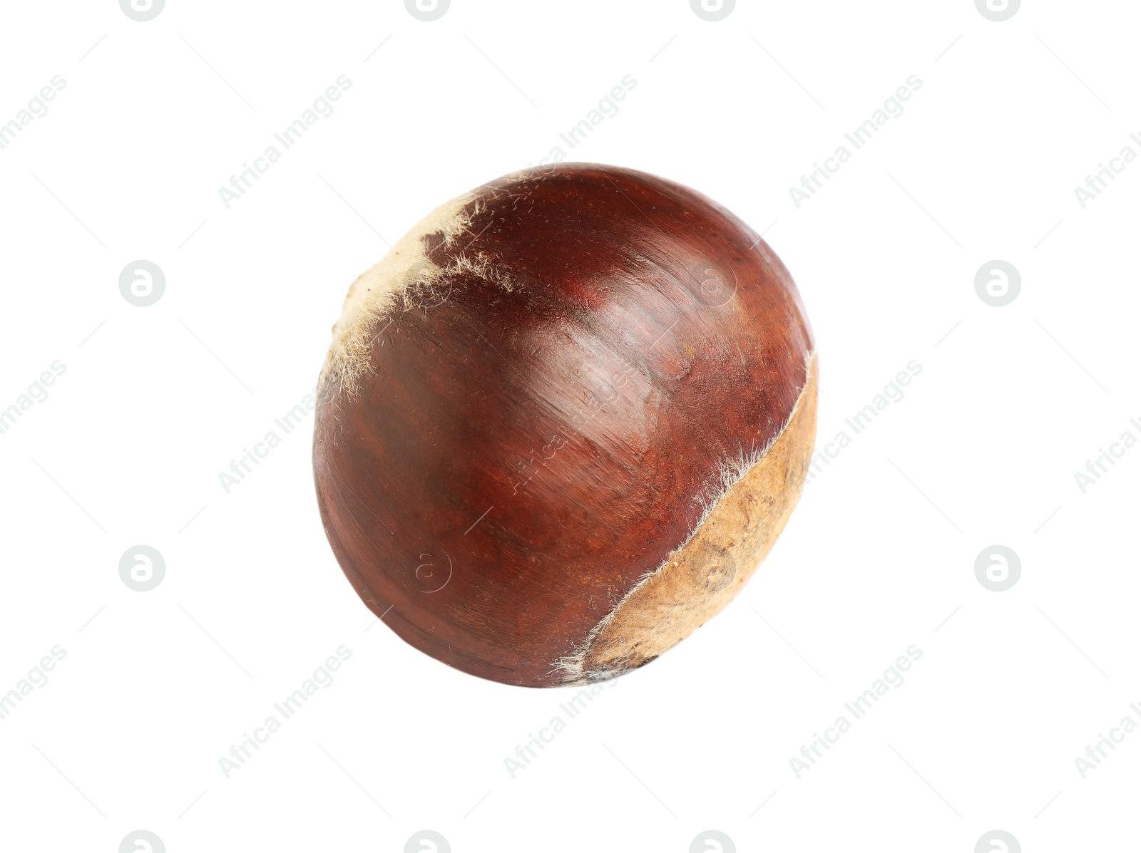 Photo of Fresh sweet edible chestnut isolated on white