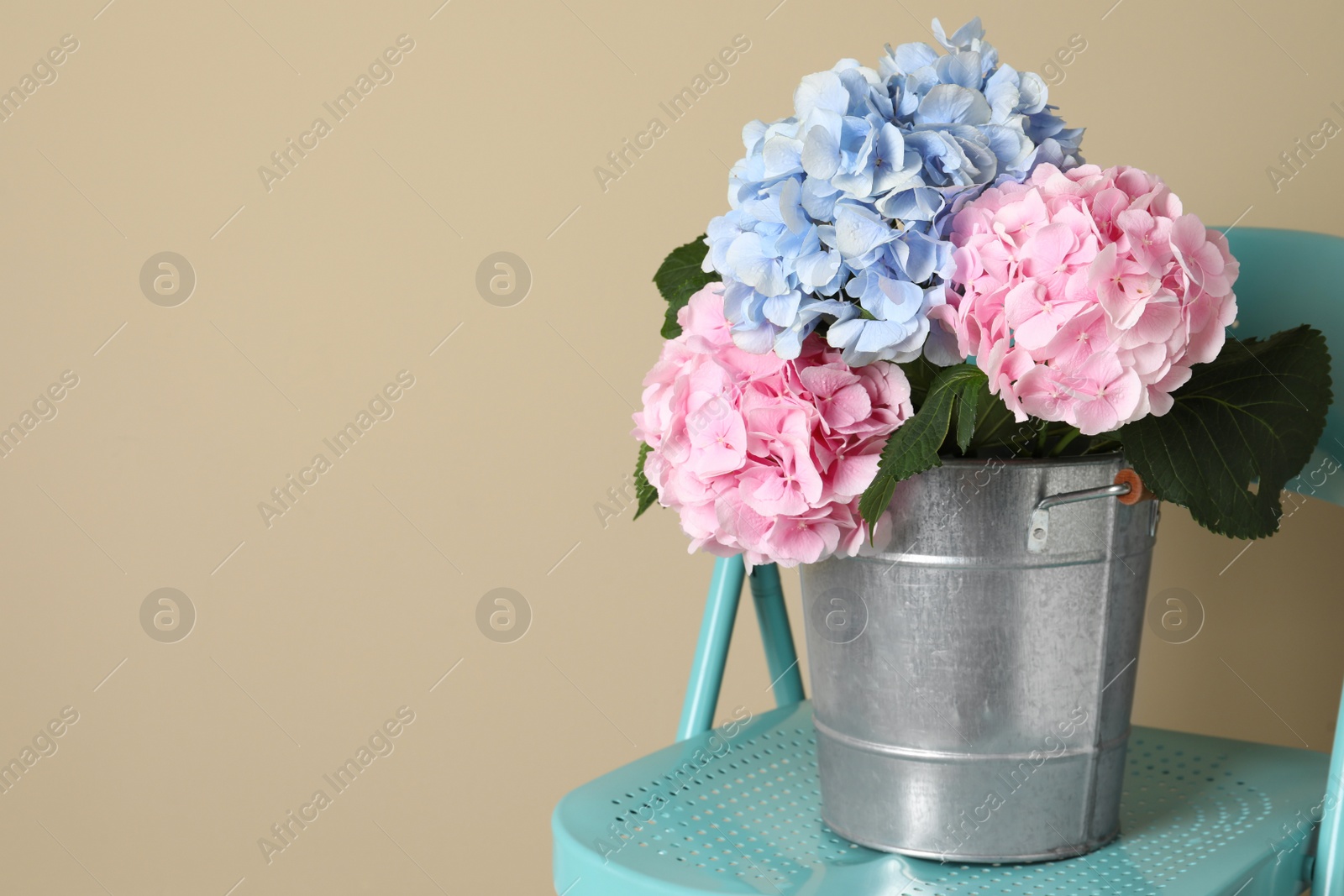 Photo of Beautiful hortensia flowers in bucket on chair near beige wall. Space for text