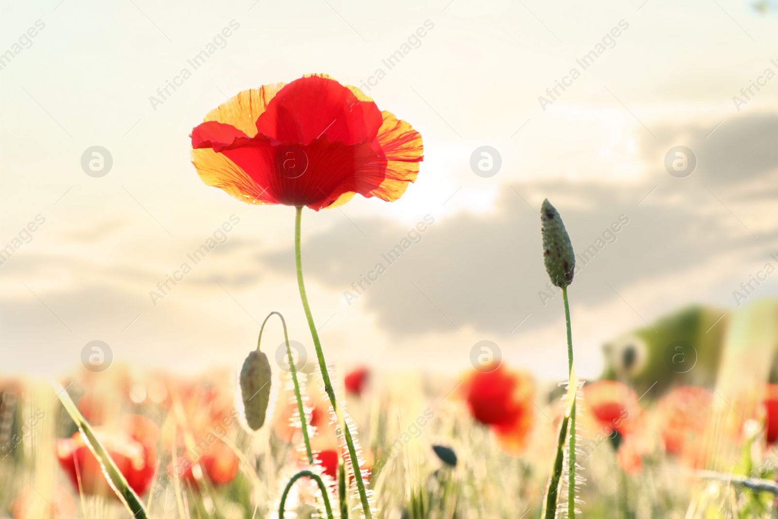 Photo of Beautiful blooming red poppy flower in field on sunny day