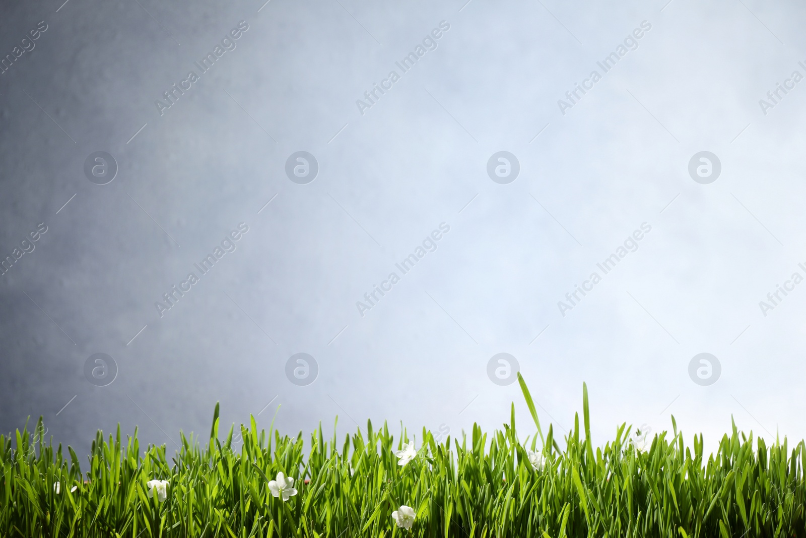 Photo of Fresh green grass and white flowers on light background, space for text. Spring season