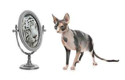 Cat and mirror with reflection of bengal tiger on white background