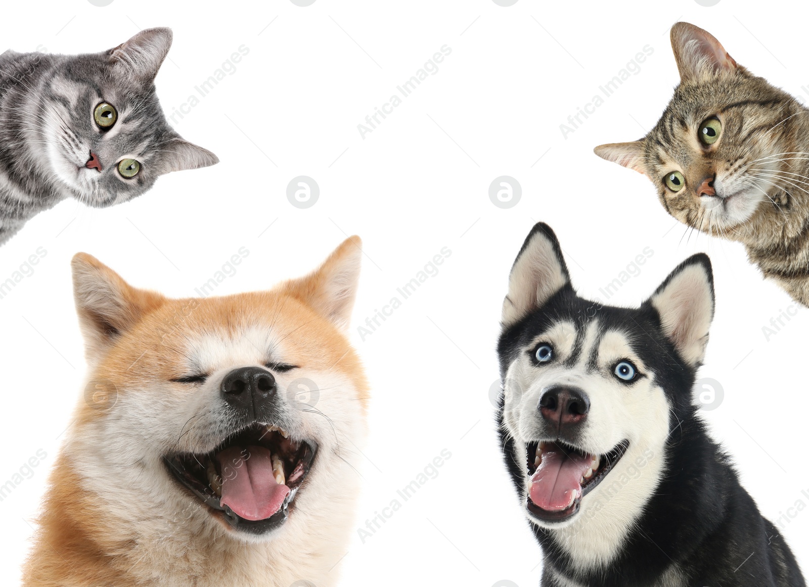 Image of Set with different cute pets on white background