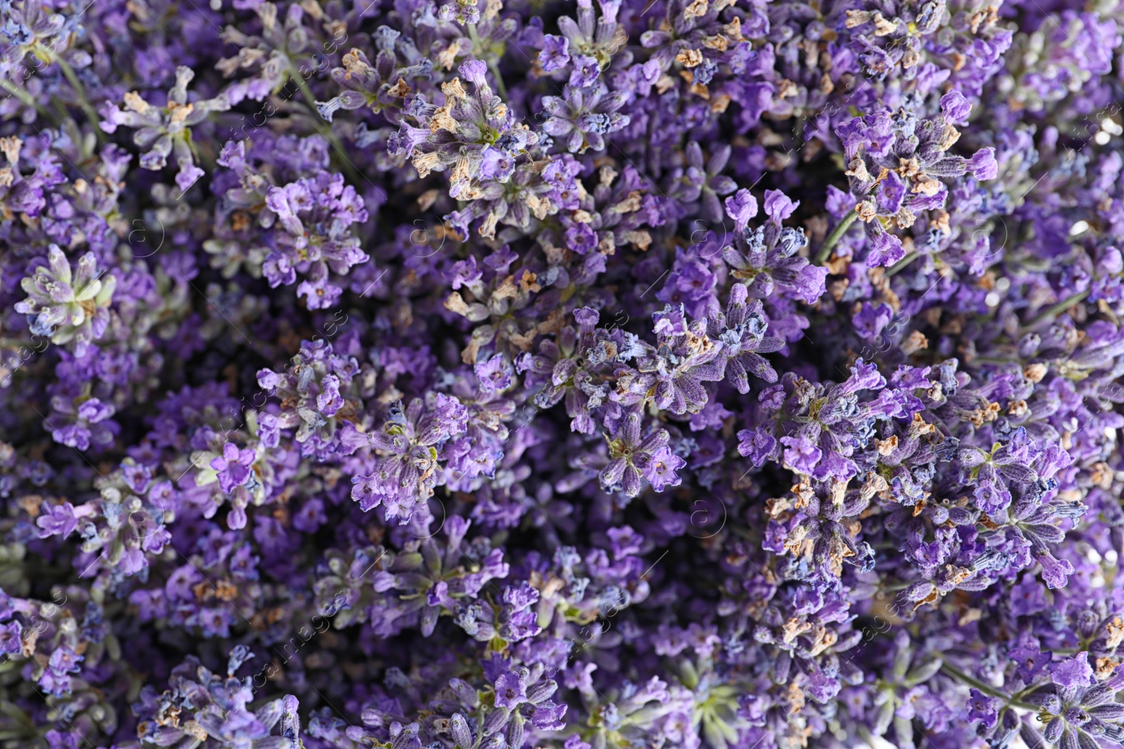 Photo of Fresh lavender flowers as background, closeup view