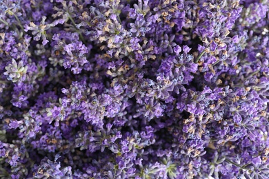 Photo of Fresh lavender flowers as background, closeup view