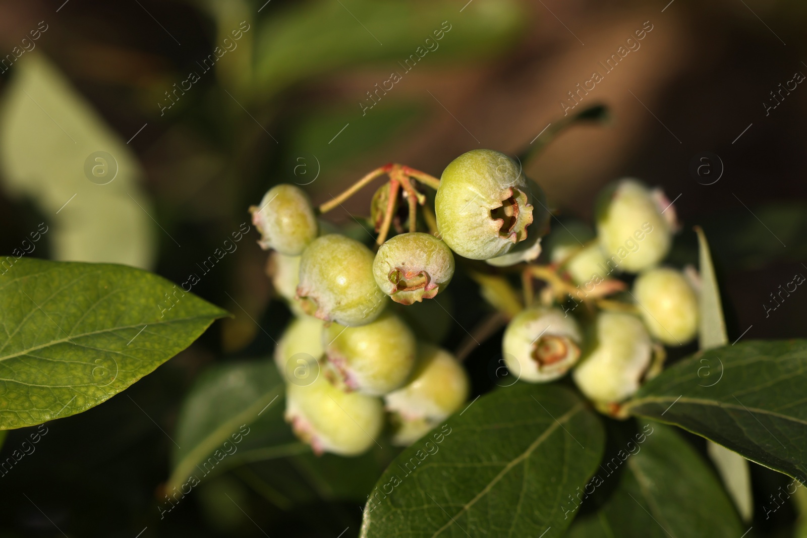 Photo of Unripe wild blueberries growing outdoors, closeup. Seasonal berries