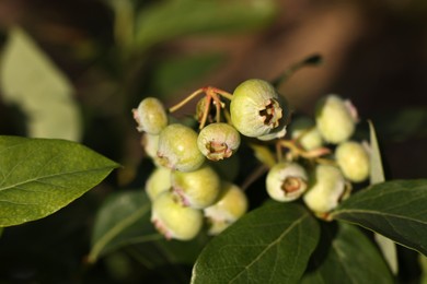 Photo of Unripe wild blueberries growing outdoors, closeup. Seasonal berries