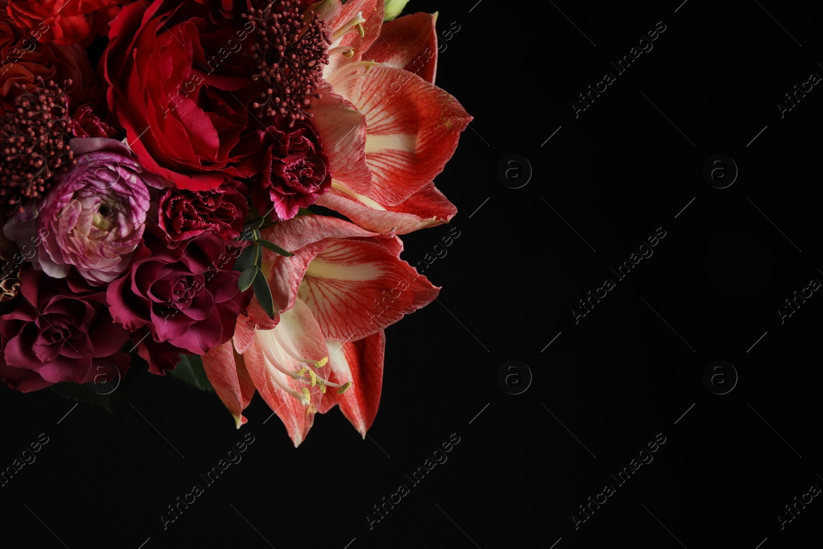 Photo of Beautiful fresh flowers on dark background, space for text