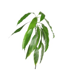 Photo of Branch of mango tree with green leaves on white background