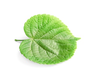 Photo of Beautiful spring green leaf on white background