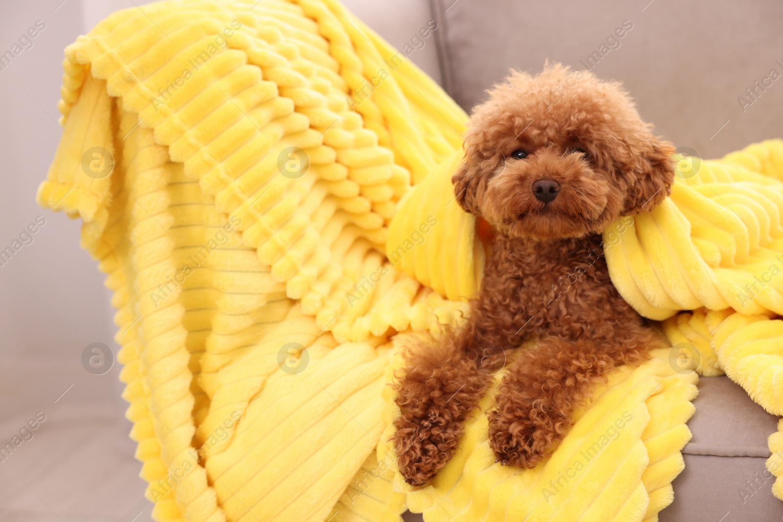 Photo of Cute Maltipoo dog covered with plaid on armchair. Lovely pet